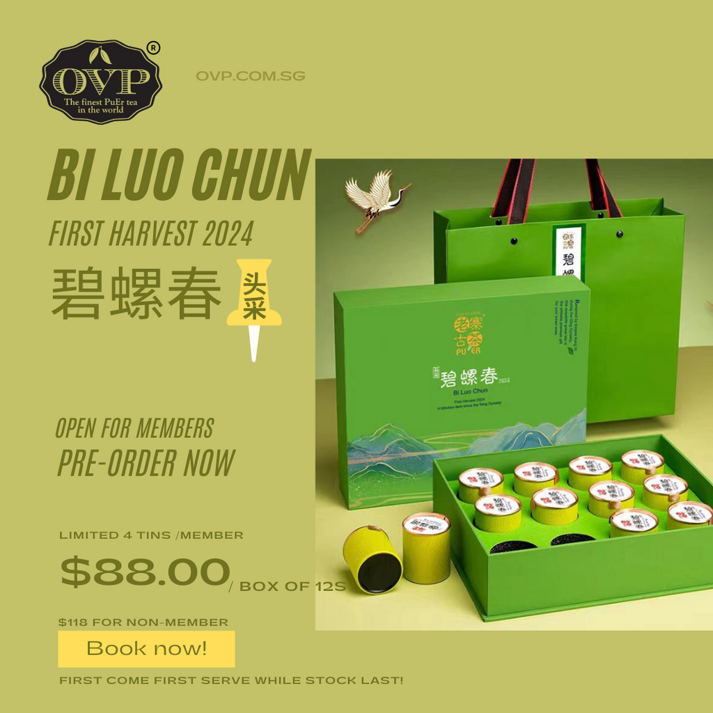 Unveiling the Splendor of Bi Luo Chun: First Harvest of 2024